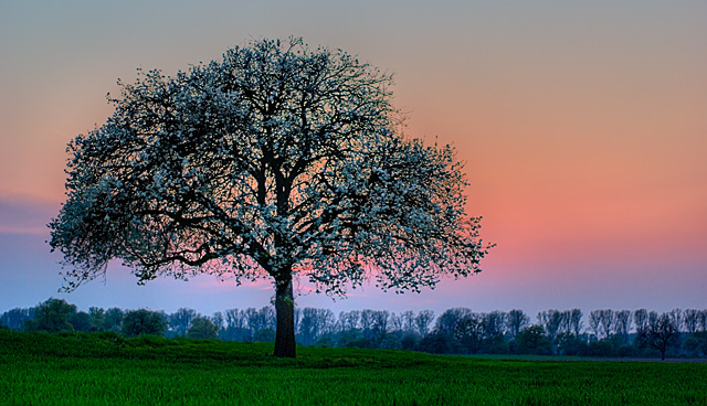 Germany Close To Hockenheim Tree At Dusk