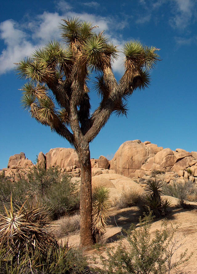 USA California Joshua Tree NP