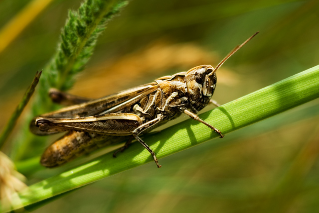 003 Nachtigall Grashüpfer (Chorthippus Biguttulus)