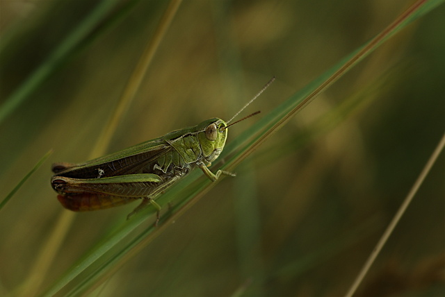 005 Gemeiner Grashüpfer (Chorthippus Parallelus)