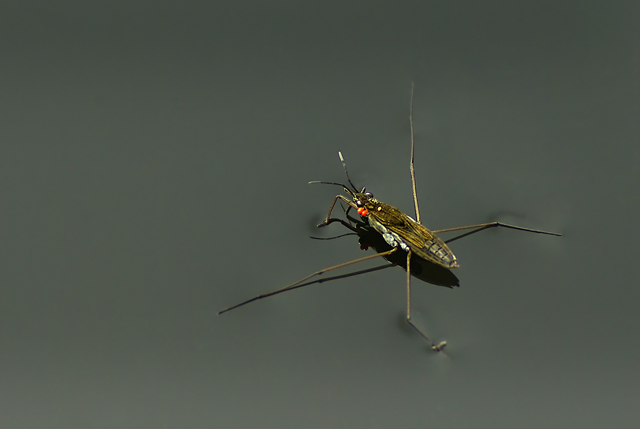 007 Wasserläufer (Gerris Lacustris)