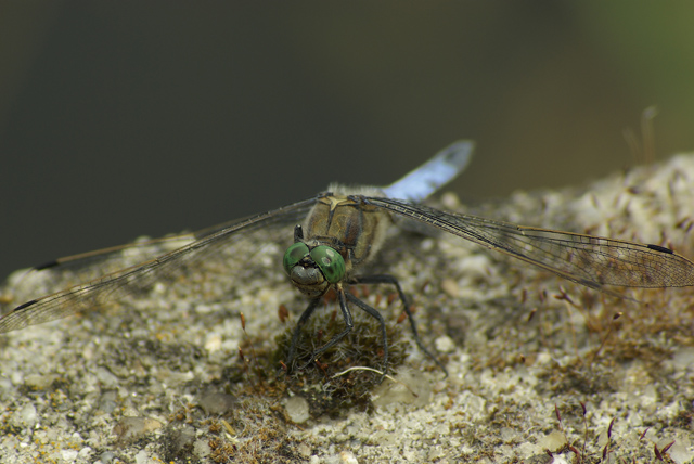 008 Blaupfeil Libelle (Orthetrum Cancellatum)