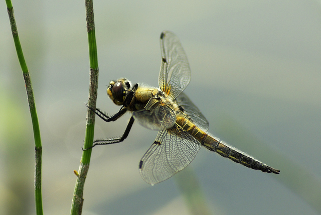 009 Vierfleck (Libelluta Quadriculata)