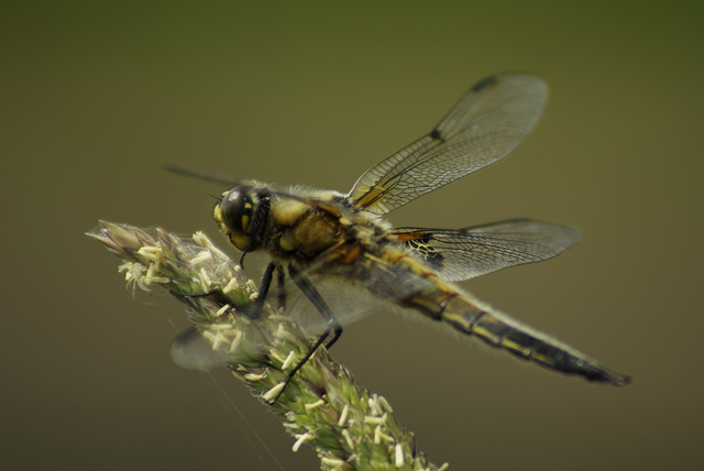 010 Vierfleck (Libelluta Quadriculata)