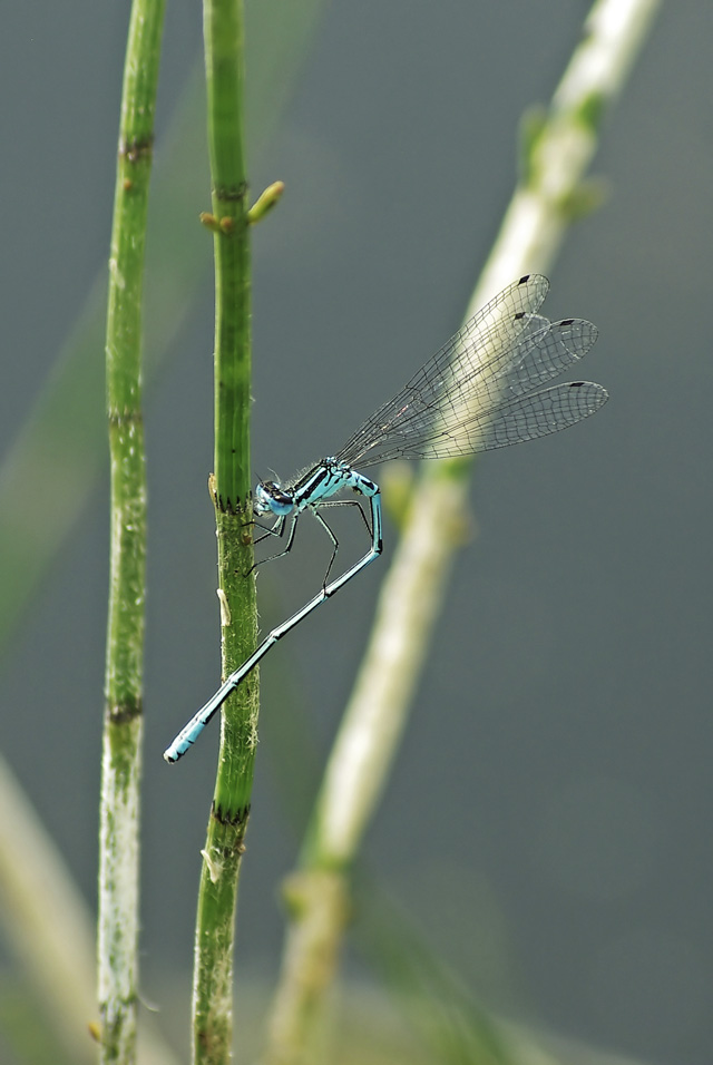 012 Blaue Federlibelle (Platycnemis Peunipes)
