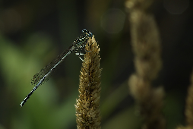 013 Blaue Federlibelle (Platycnemis Peunipes)