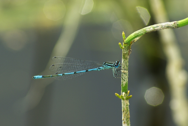 014 Blaue Federlibelle (Platycnemis Peunipes)