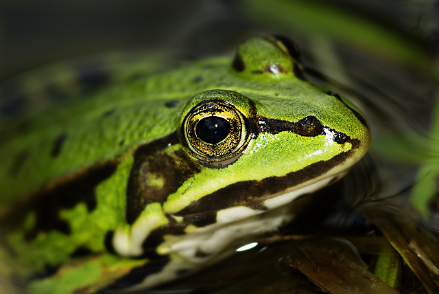 016 Kleiner Wasserfrosch (Rana Lessonae)