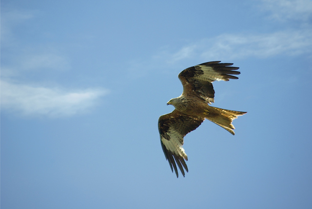 017 Roter Milan (Milvus Milvus)