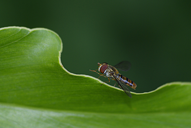 022 Hainschwebfliege (Episyrphus Balteatus)