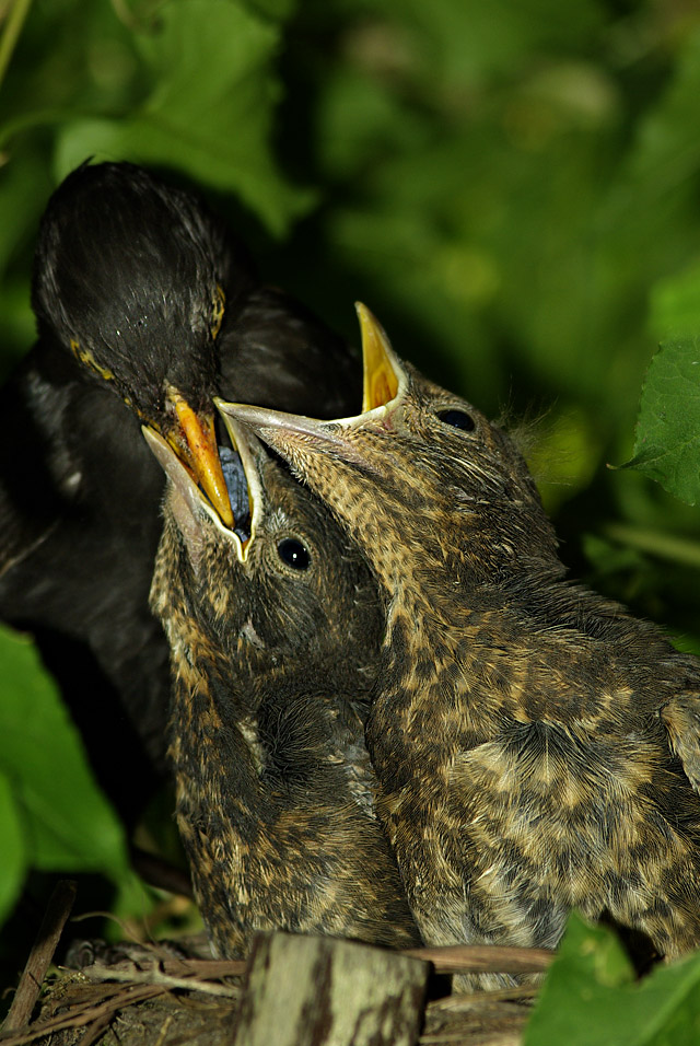 024 Blackbird (Male) And Chicks