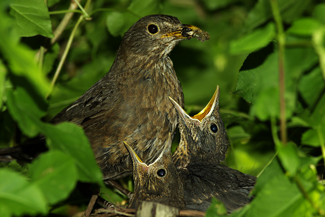 025 Blackbird (Female) And Chicks