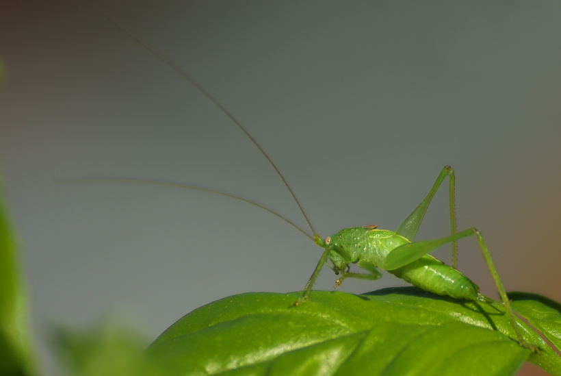 034 Gemeine Eichenschrecke (Meconema Thalassinum)