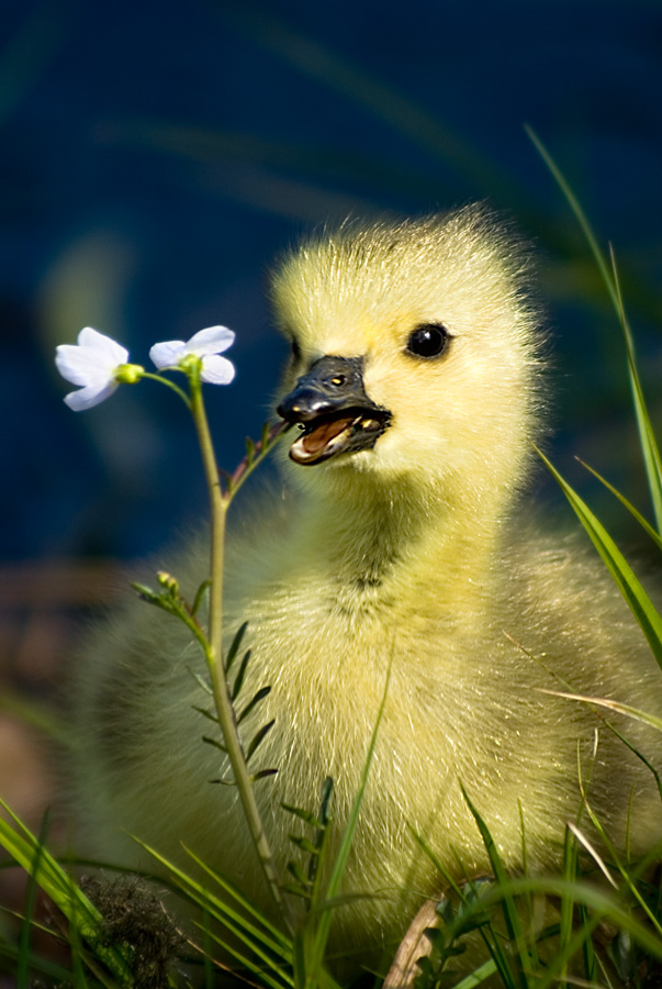 036 Canada Goose (Branta canadensis)