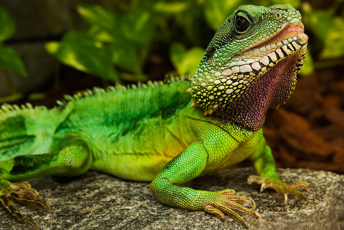 040 Grüne Wassergame