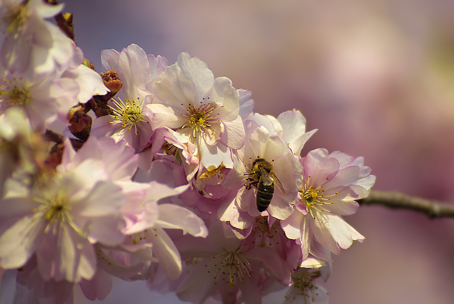 043 Bee On Cherry Blossom