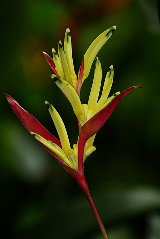 Bird Of Paradise (Strelizia)