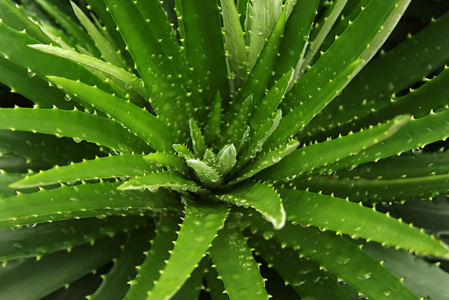Cactus After The Rain