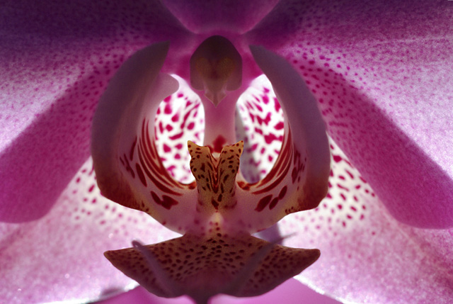 Inside Of Pink Orchid Bossom