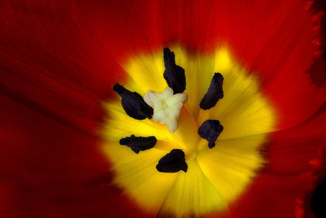 Inside Of Red Tulip Blossom