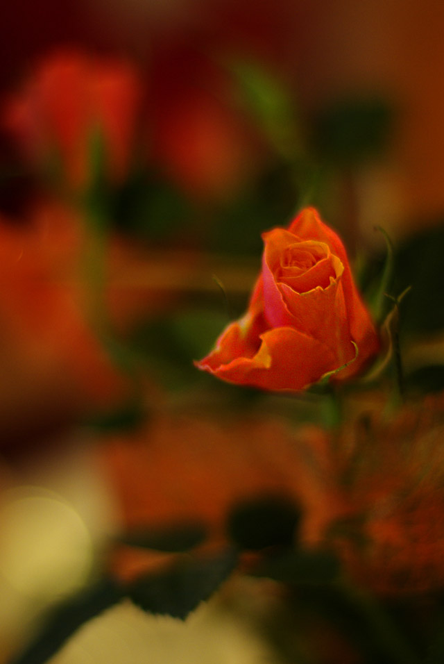 Little Red Rose Blossom