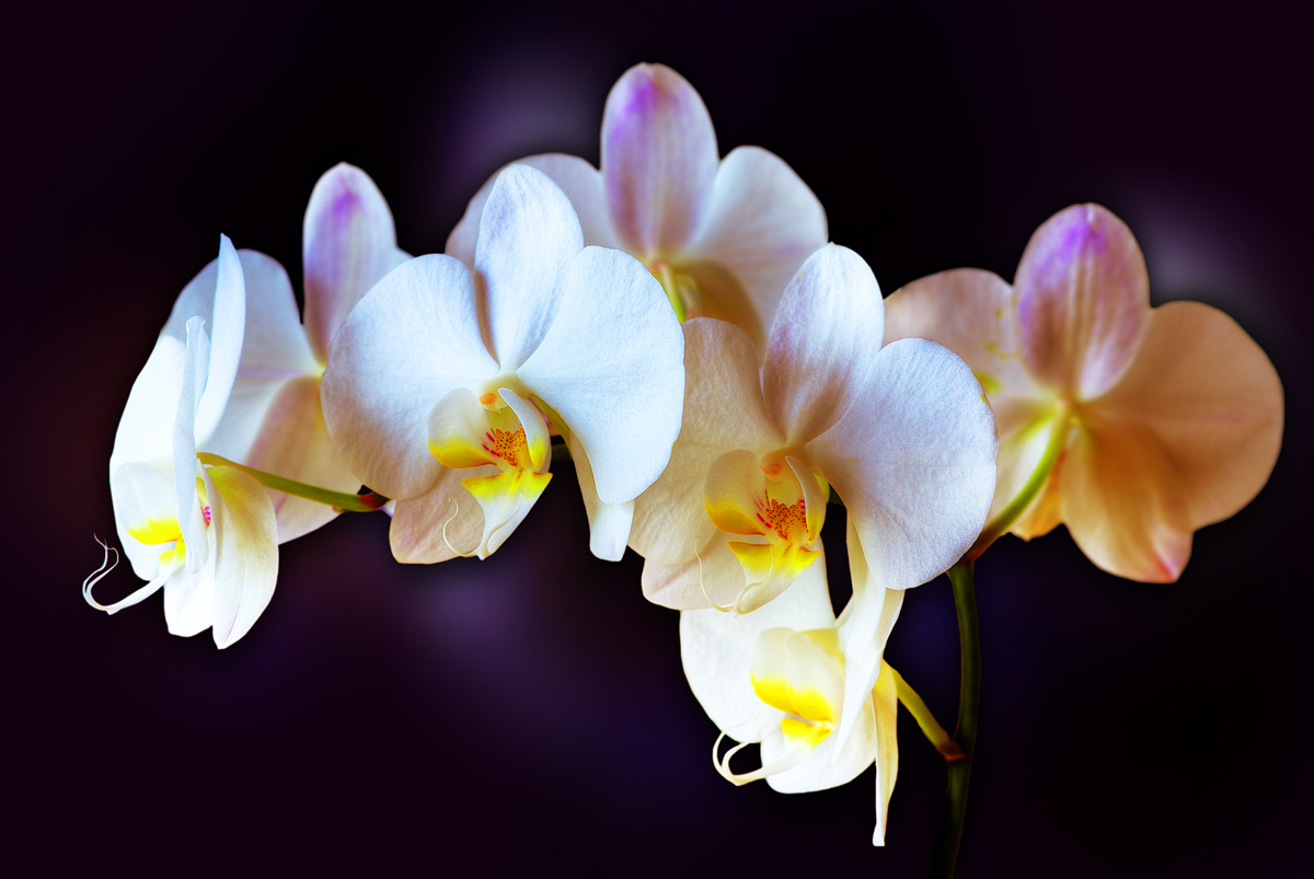 Orchid Blossoms