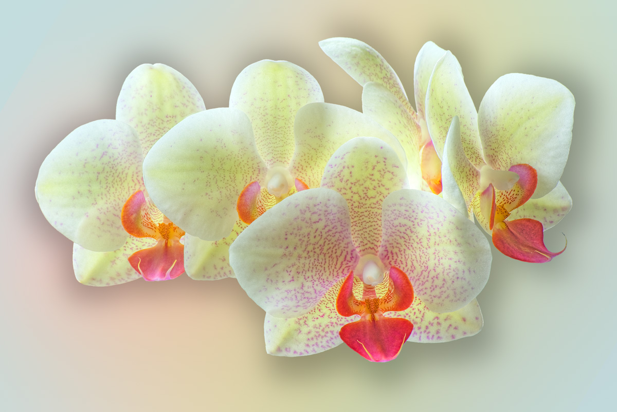 Orchid Blossoms