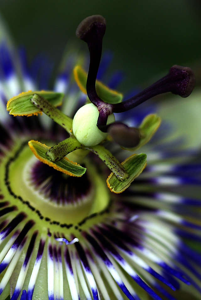 Passion Flower