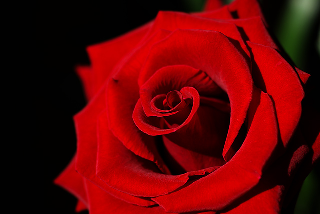 Red Rose Blossom