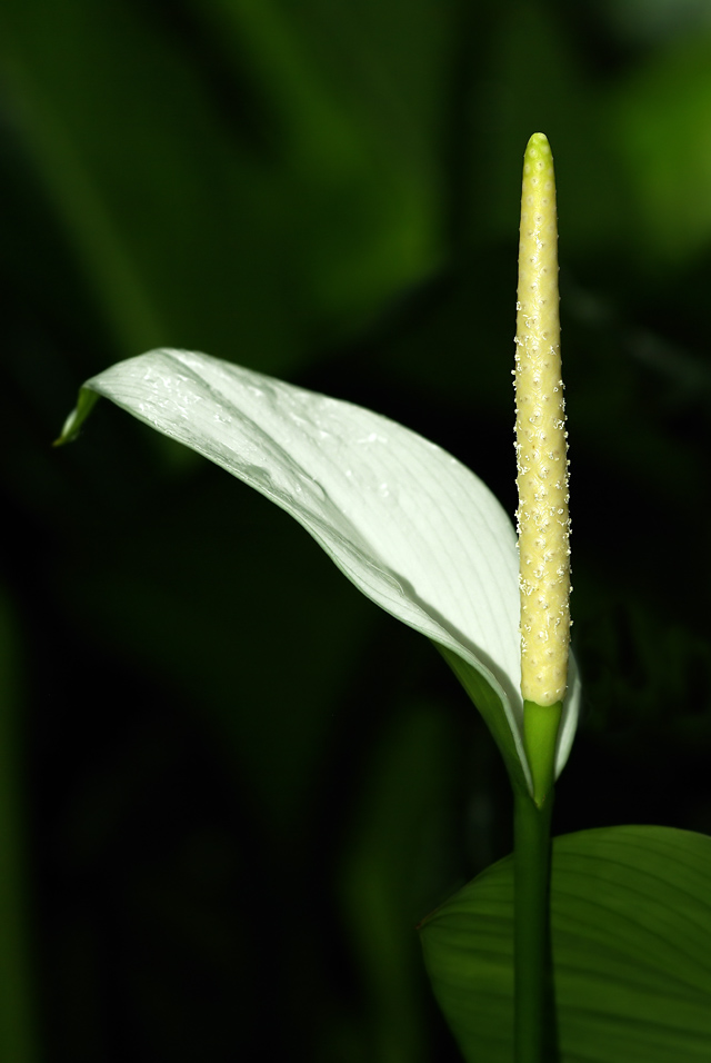 Weiße Flamingoblume (Anthurium)
