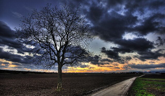 Germany - Palatinate - Tree At Dusk